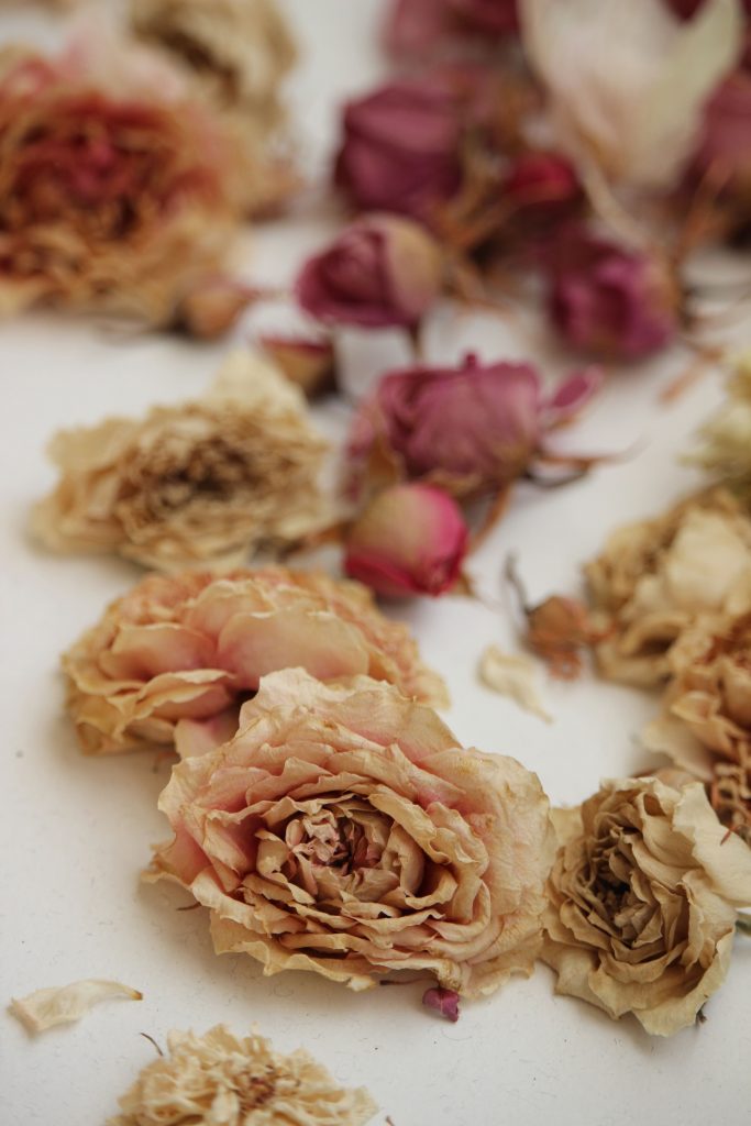 Can You Freeze Roses To Preserve Them?
