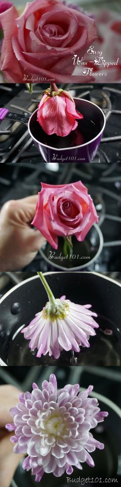 How To Preserve A Rose In Wax?