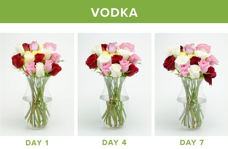 How To Preserve Cut Roses In A Vase?