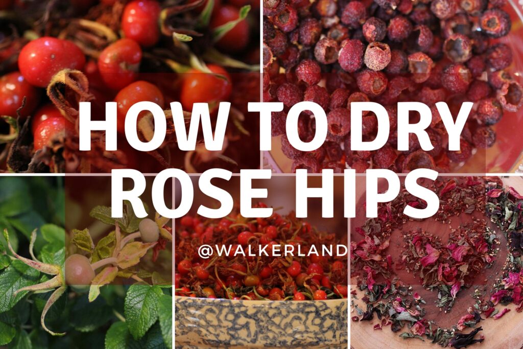 How To Preserve Rose Hips?