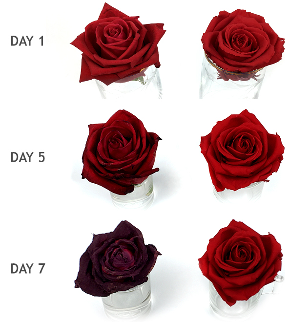 How Are Roses Preserved?