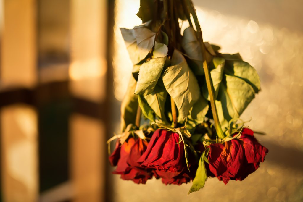How To Keep A Rose Preserved?