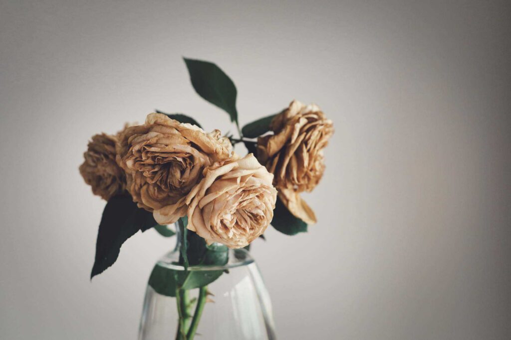 How To Preserve Cut Roses Forever?
