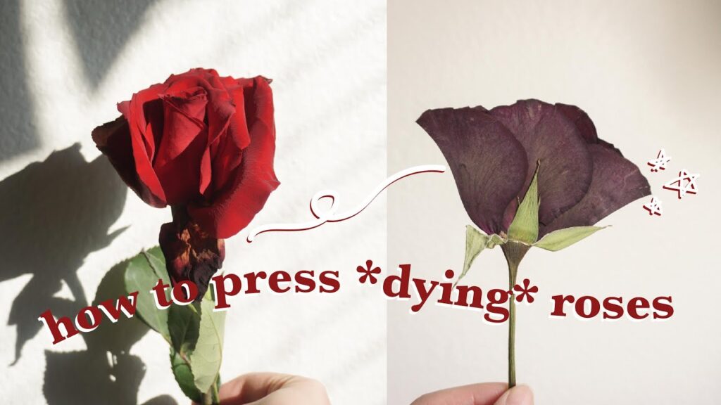 How To Preserve Dying Roses?