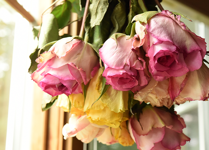 How To Preserve Roses For A Year 1 